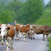 Krave so precej svojeglave in rade zavijejo s poti.