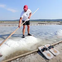 Boštjan Čurič je v Sečoveljskih solinah včeraj požel prvo sol in tako začel letošnjo 
sezono.