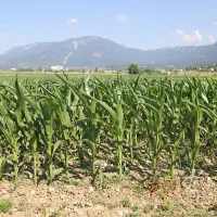 Koruza že prisilno dozoreva in se suši. Brez dežja ne bo 
pridelka. 