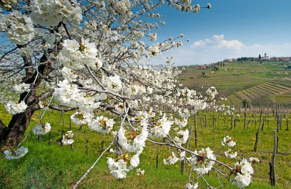 Letošnji maj je bil najtoplejši maj v sodobni zgodovini.