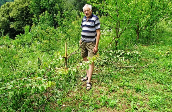 Divji prašič je v Boltarjevem sadovnjaku poškodoval 42 
dreves. Ni edini, ki se mu to dogaja. Lovci opozarjajo, da je 
problem kompleksen, lotiti se ga mora tudi država. 