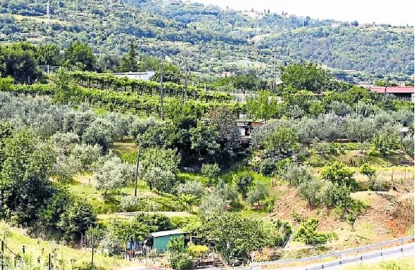  Sklad gospodari z manj kot desetino slovenskih kmetijskih 
zemljišč, v Istri pa je najpomembnejši gospodar. V Izoli 
razpolaga z več kot polovico zemljišč.