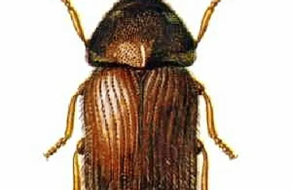 Hrošč kruhar