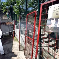 V Obalnem zavetišču za živali je danes poprijelo za delo kakih 
20 delavcev Komunale Koper.