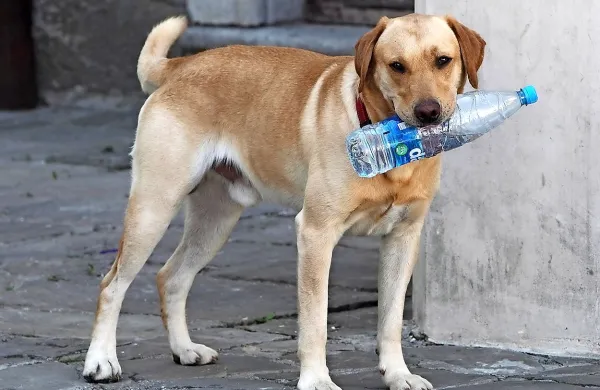 V pasji vročini je treba veliko piti.