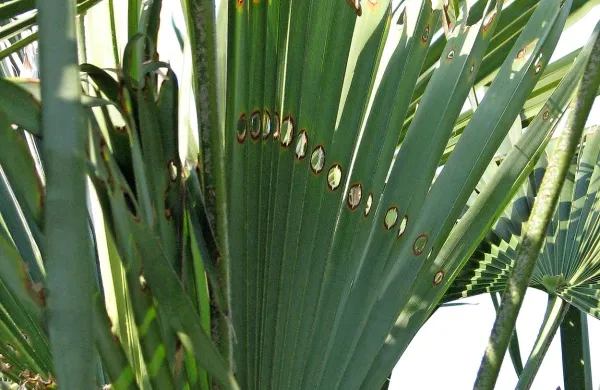 Takšne (luknjičaste) so poškodbe na listih  palm, ki jih je 
napadel palmov vrtač. 