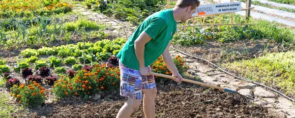 V Primorskem vrtičku so včeraj pripravljali gredice za setev 
zimskega radiča.