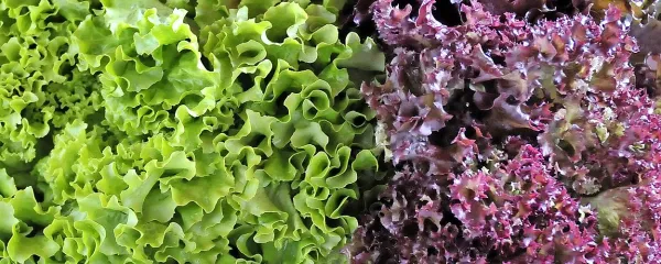 Solata  je zelo zdrava hrana. Privoščiti bi si jo morali večkrat na 
dan. 