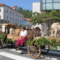Edina volovska vprega, s katero je Razvojno društvo Merišče 
iz Merč prikazalo prevoz domačih pridelkov v Trst, je osvojila 
drugo mesto. 