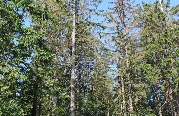 Ob prvih znakih napada lubadarja (luknjice v lubju, črvina, 
odpadanje še zelenih iglic) je treba smreke nemudoma 
posekati in odpeljati iz gozda. Ko so vrhovi suhi, je že  
prepozno, saj je hrošček najverjetneje že izletel. 