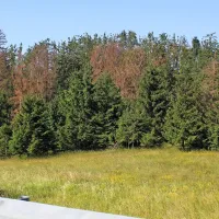 Nekateri gozdarji ocenjujejo, da  zaradi letošnjega razmaha 
lubadarja smrekovini na Postojnskem grozi  izumrtje. Na 
fotografiji so smreke ob cesti med Postojno in Planino.   