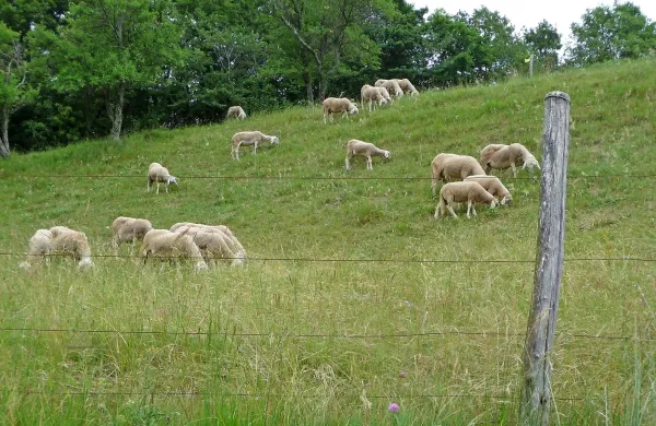 Občani hrpeljsko-kozinske občine lahko dobijo denarno 
pomoč tudi za  ureditev pašnikov za drobnico, govedo ali 
druge živali. 