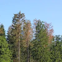 Razmah podlubnikov je najbolj intenziven na postojnskem, pa tudi ljubljanskem, tolminskem 
in kranjskem območju, kjer je bilo največ v žledololmu poškodovanega drevja in kjer sanacija 
še ni končana.