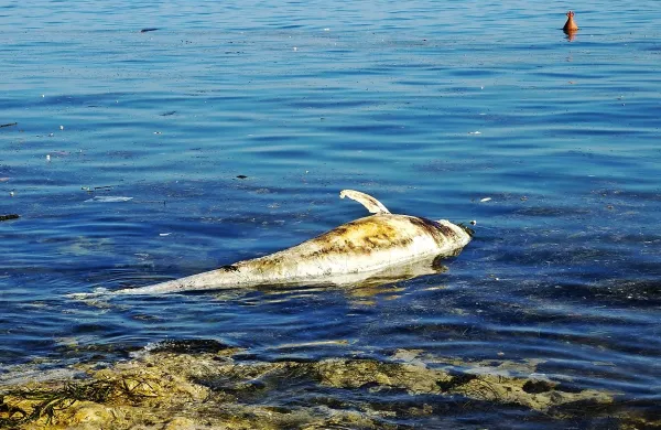 Na izolsko plažo naplavilo mrtvega delfina