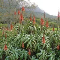Drevesasta aloja, Aloe arborescens, v naravi zraste do pet 
metrov visoko.