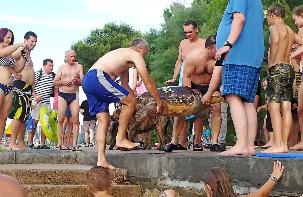 Eden od kopalcev je želvo potisnil na obalo, za dvig pa sta 
bila potrebna dva. Ob robu kopališča je čakala na  higienika, 
ki je prišel šele včeraj zjutraj.   