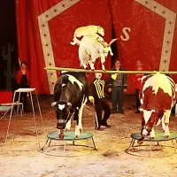 To je le eden od cirkuških prizorov, kjer so domače živali 
primorane izvajati nenaravne  gibe in izvajati trike za zabavo 
ljudi. 