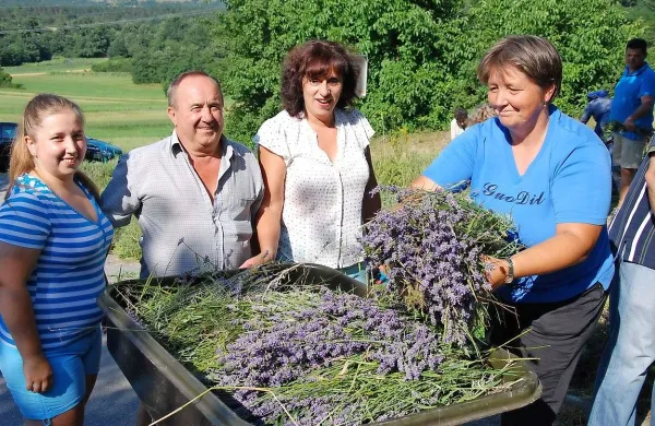 Na Brežcu pri Divači so domačini  sredi julija   opravili že šesto 
žetev sivke.