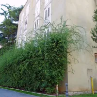 Zeleno goščavo bi bilo nujno obrezati, saj dolgi poganjki 
štrlijo na vse strani. Stanovanja  v pritličju pa so  zaradi goste 
zasaditve plezalk preblizu oknom ob osončenost, pa še 
prezračiti se jih ne da,  kot bi si stanovalci želeli.
