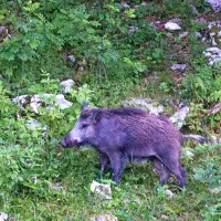 Mladiča je naš fotograf ujel v objektiv pozno ob mraku, pred 
tem je z družino najverjetneje počival na Krasu.