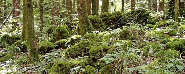 Uravnoteženi, neokrnjeni ekosistemi imajo običajno bogato 
vrstno sestavo.