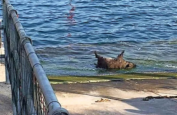 Danes zjutraj je v Trstu poginil še en divji prašič, natančneje 
na plaži v Barkovljah.