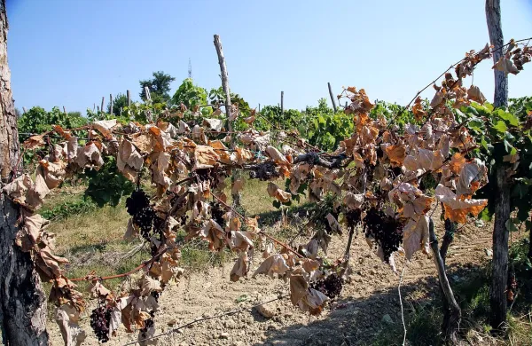 Visoke temperature pa  imajo tudi boljšo plat,  saj preženejo 
tudi škodljivce. Tako oljčna  muha  zdaj ne leti in ne  odlaga 
jajčec, ni niti  navala vinske mušice,  ki je lani delala preglavice 
zlasti sadjarjem.
