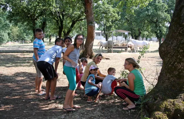 Ta teden v Kobilarni Lipica počitnice brezplačno preživlja 
ducat otrok, ki jih najbolj navdušuje jutranji izpust lipicancev 
na pašnike. 