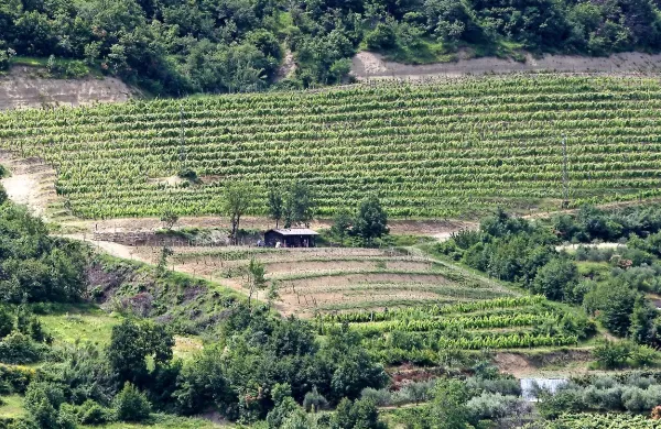  Sklad kmetijskih zemljišč in gozdov je  v Istri najpomembnejši 
gospodar, na kmetijski zemlji  pa upošteva lastne pravilnike in 
ne občinskih odlokov.  