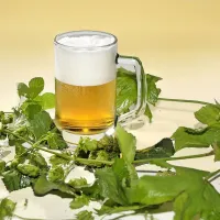 Pivo ni zdravilo, a koristi vsem. Vendar pa moramo upoštevati 
pravo mero. Kozarec ali dva ...

