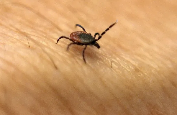  Na koži klop poišče predel z najtanjšo kožo, ugriza ne 
zaznamo, saj vbrizga  snov, ki predel ohromi, da z rilcem laže 
prodre skozi kožo. 
