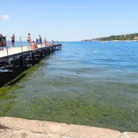Morske trave nihče ne pobira. Zakaj bi jo, ko jo prej ali slej morje samo odnese.