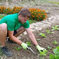 Pri sajenju kapusnic in solatnic vedno pazimo, da sadik ne posadimo pregloboko.