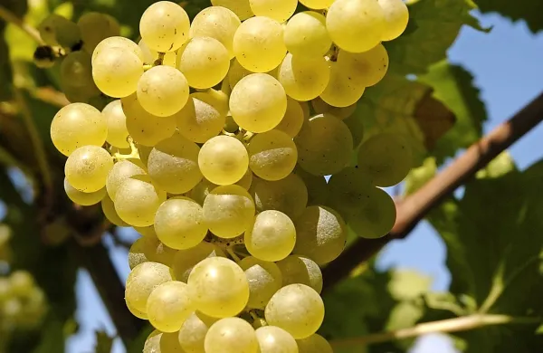 Primorski vinogradniki napovedujejo najbolj&scaron;o letino v zadnjih desetih letih