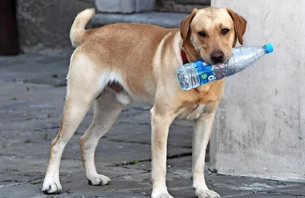 V Istri sladoled za psa