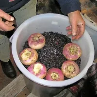 Tako se prične kisanje  repe. Traja do  štiri mesece.