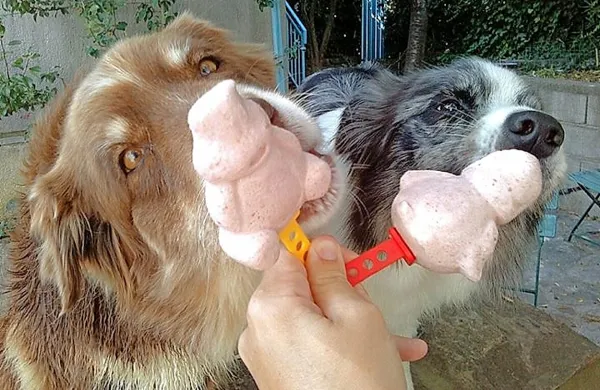 Tudi psi lahko ližejo sladoled. Kateri je boljši - goveji, tunin ali 
piščančji?