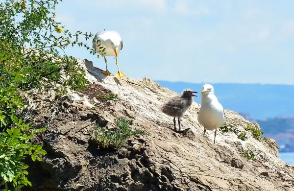 Galeb turistu odnesel iphone
