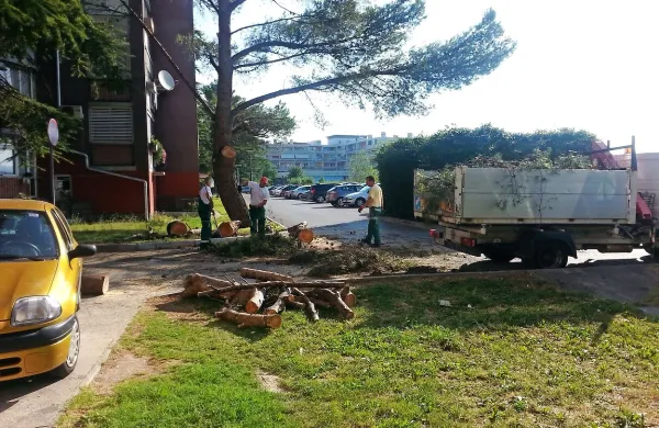 Odstranili so nevarne veje na Vojkovem nabrežju