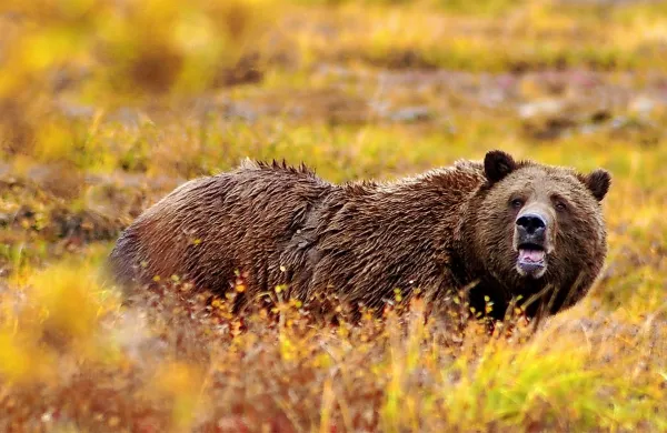 Najmanj en grizli je v znamenitem ameriškem nacionalnem 
parku Yellowstone ubil nekega pohodnika. 