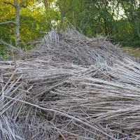 Posušena stebla konoplje se lahko uporablja v številne 
namene, med drugim za izolacijo, papir, vrvi ...

