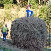  Spravilo sena v kopico.