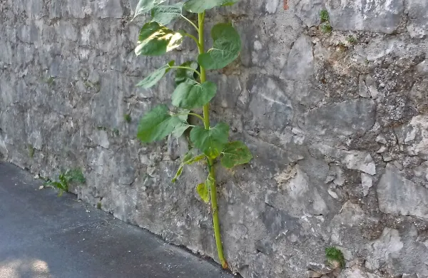 Nikoli ne obupaj