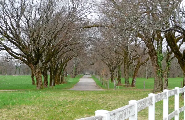 Revitalizacija lipiške kulturne krajine med drugim predvideva 
obnovo kalov, ledenic, trgov, terasastih vrtov,  drevesnega 
fonda in treh drevoredov (na fotografiji je Dunajski drevored). 
Vse to zdaj visi na nitki.

