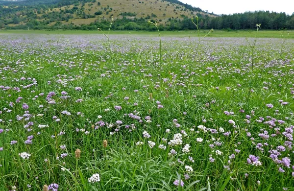 Na pivških travnikih in gozdnih obronkih je doma kar 106 vrst 
dnevnih metuljev, kar je več kot polovica vseh vrst v 
Sloveniji. 