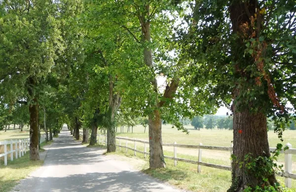 Veliko dreves ob  tranzitni cesti  skozi Lipico je označenih z 
rdečo barvo. “Te bomo posekali, ker so stara in ogrožajo 
varnost prometa.  Čoke in korenine bomo izruvali in skladno s 
smernicami Zavoda za kulturno dediščino zasadili nova 
drevesa,” pravi prvi mož  Lipice.