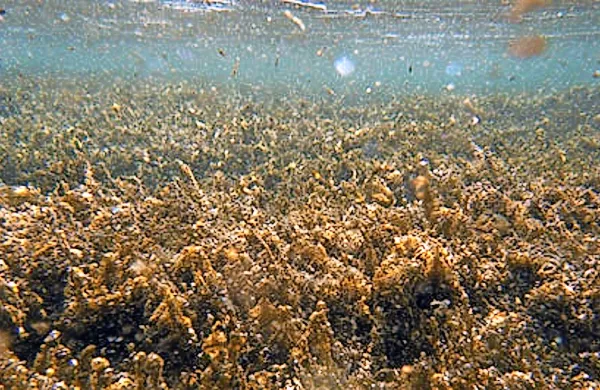 Znanstveniki hrvaškega centra za raziskave morja so v 
začetku avgusta ob hrvaški obali na več plažah med Porečem in Puljem zabeležili večjo koncentracijo strupenih alg 
iz roda ostreopsis.