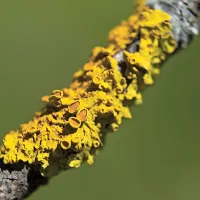 Xanthoria polycarpa je zelo razširjen lišaj na območju Parka 
Škocjanske jame.       