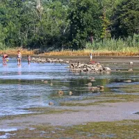 Le redki kopalci  stopijo v plitko morje in brkljajo po morskem dnu.