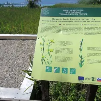 Slani travnik sodi v Naturo 2000, ta izjemen ekosistem pa 
brez usmiljenja zaraščajo kanele.